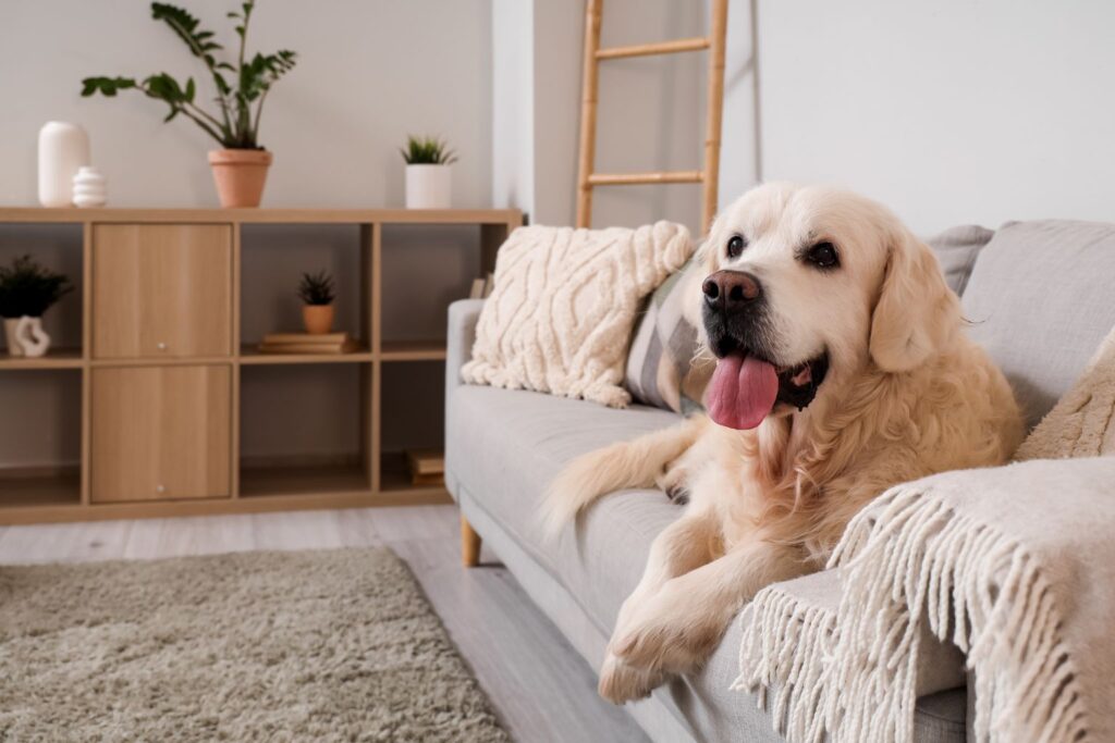 Ar Condicionado para Pets: Guia Definitivo para Aliviar o Calor e Garantir o Conforto e Saúde dos Seus Animais de Estimação Ar Condicionado para Pets Guia Definitivo para Aliviar o Calor e Garantir o Conforto e Saúde dos Seus Animais de Estimação-post